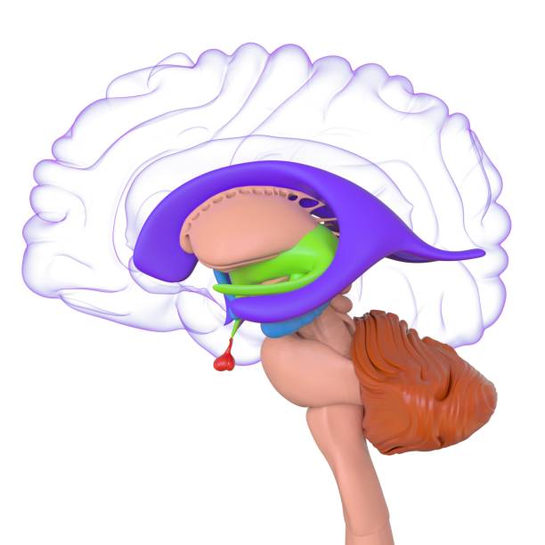 Human Brain Anatomy For Medical Concept 3D Illustration