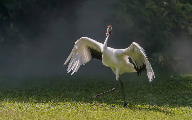 istock Red-Crowned crane in green grass 1297040793