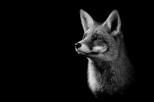 Retrato de un zorro rojo visto desde el costado mirando hacia otro lado en blanco y negro con estilo photo