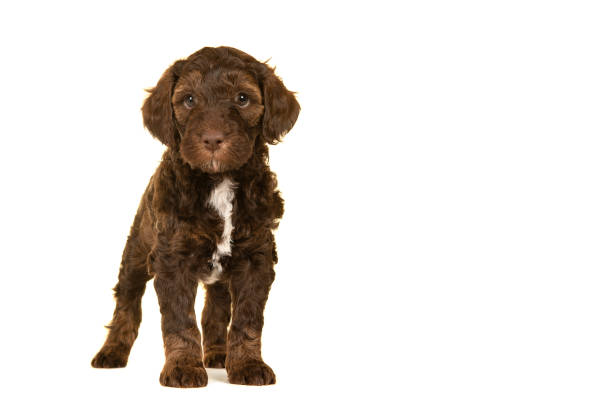 istock Cute brown labradoodle puppy standing isolated on a white background looking at the camera seen from the front with space for copy 1297041096