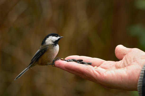 istock Black-capped Chickadee Eating Sunflower Seeds 1297042170