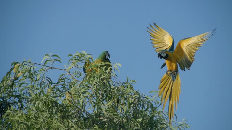 Macaw Fly On A Tree Slow Motion