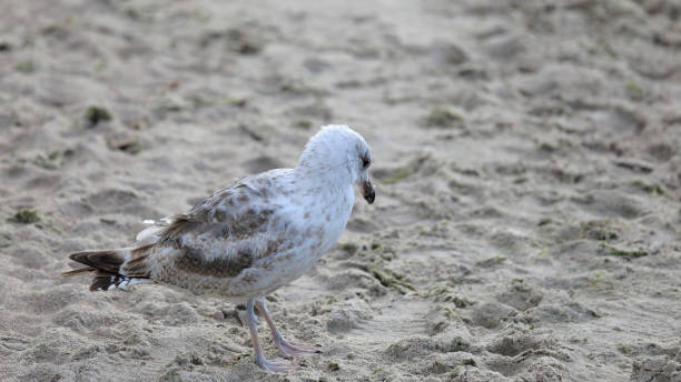 istock A seagull walks the sandy beach in Kolobrzeg 1297042792