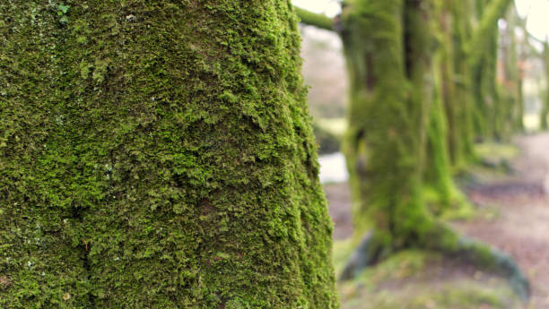 istock Beautiful ancient forest, woodland with moss covered trees 1297042833