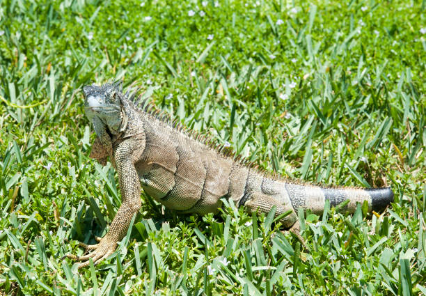 istock Grand Cayman Island Iguana 1297043035