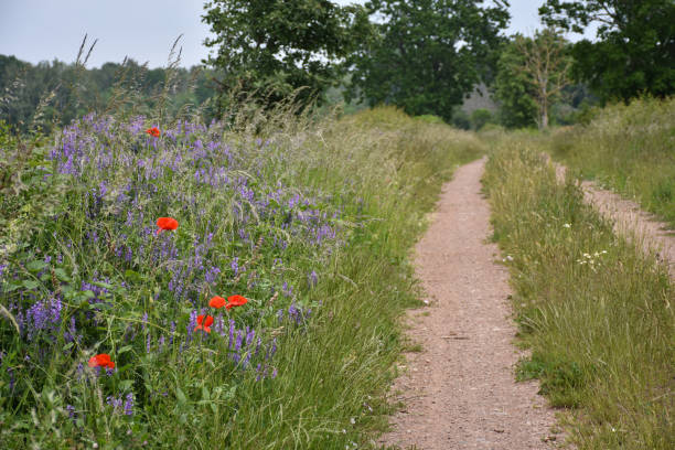 istock Red and blue summer flowers by roadside 1297043057
