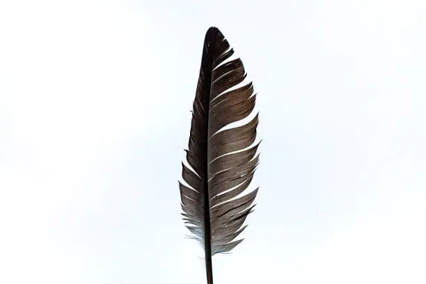 Photo of Black feather on white background