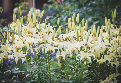 Lily flowers in the garden