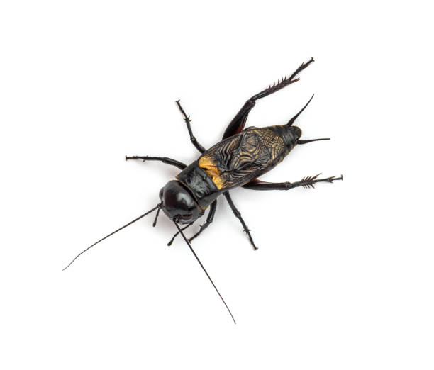 istock Male field cricket, isolated on white 1297044369