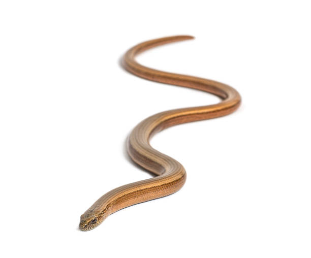 istock slowworm, Anguis fragilis, Isolated on white 1297044405