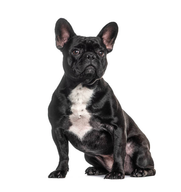 istock French bulldog black, sitting, isolated 1297044454