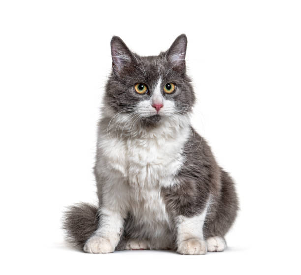 istock Sitting young Crossbreed cat white and grey 1297044483