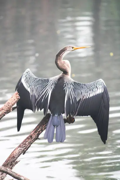 The anhinga, sometimes called snakebird, darter, American darter, or water turkey, is a water bird of the warmer parts of the Americas.