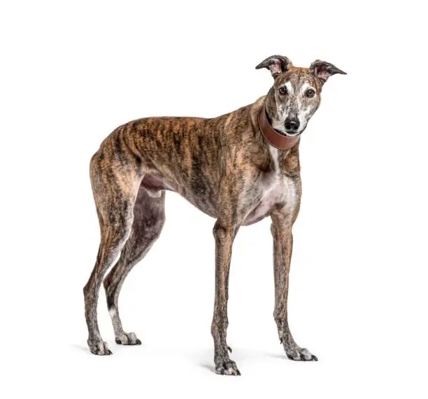 Old greying brown greyhound isolated on white