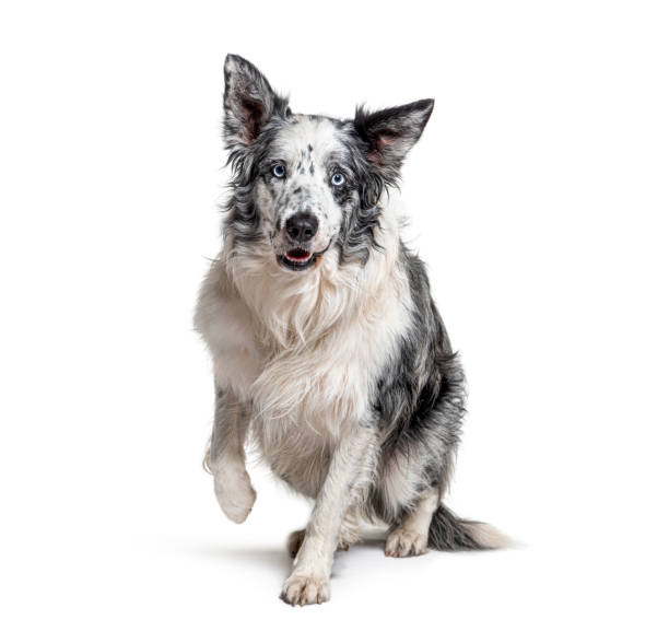 istock blue eyed blue merle border collie, isolated on white 1297044530