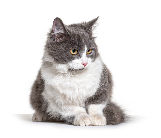 istock Sitting young Crossbreed cat white and grey 1297044545