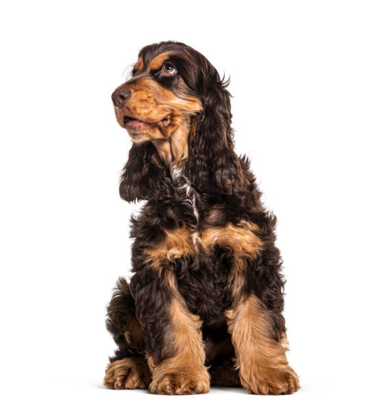 istock Brown English cocker spaniel dog isolated on white 1297044560