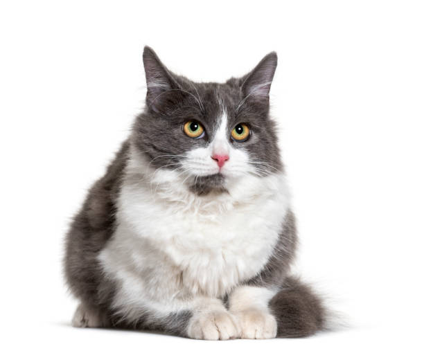 istock Sitting young Crossbreed cat white and grey 1297044581