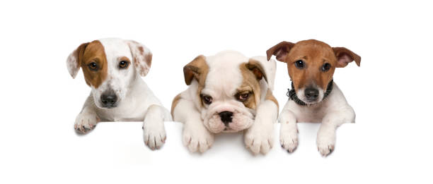 istock Group of dogs, pets, leaning on a white empty board 1297044584