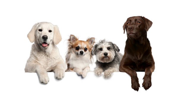 Group of dogs, pets, leaning on a white empty board