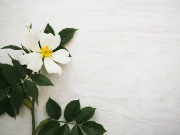 istock Bright flowers and a place for the inscription 1297044785
