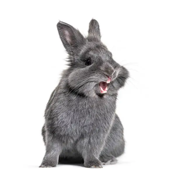 Photo of Expressive Grey young rabbit standing in front, isolated, making a face
