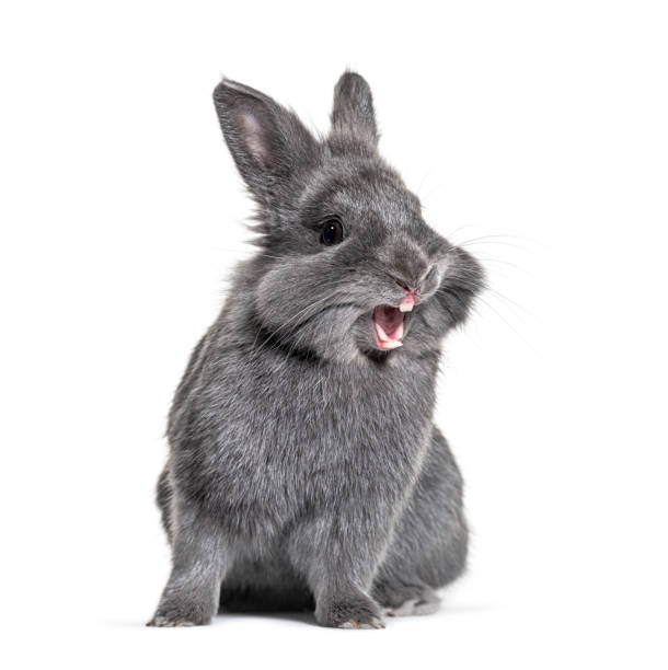 expressivo coelho cinzento jovem em pé na frente, isolado, fazendo um rosto - rabbit hairy gray animal - fotografias e filmes do acervo