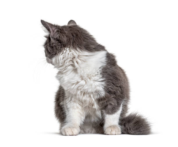 istock Kitten Crossbreed cat sitting and looking back 1297044806