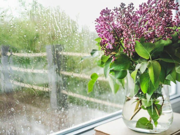 bright flowers in a vase . close-up, no people - flower pot vase purple decor imagens e fotografias de stock