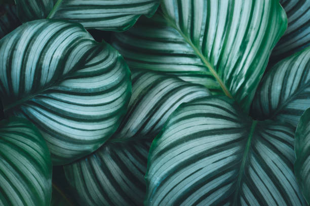 Top view pattern leaf layers of Calathea orbifolia plant. Home gardening house plant decorate and abstract background concept. Top view pattern leaf layers of Calanthe orb folia plant. Home gardening house plant decorate and abstract background concept. calathea photos stock pictures, royalty-free photos & images