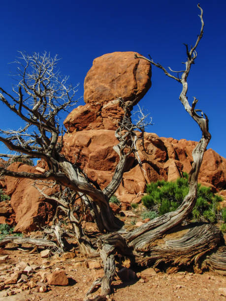 rock framed équilibré - usa arches national park balanced rock colorado plateau photos et images de collection