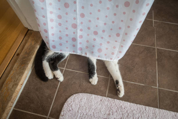 Adorable young black and white cat lying down on warm floor at bathroom
