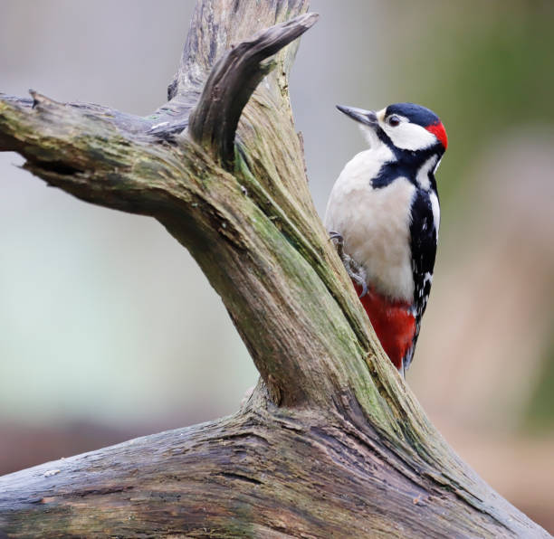 istock Great Spotted Woodpecker (Dendrocopos major) Male 1297048228