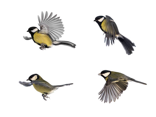 set of bird tits in different poses on white isolated background