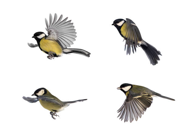 set of bird tits in different poses on white isolated background set of bird tits in different poses on white isolated background titmouse stock pictures, royalty-free photos & images