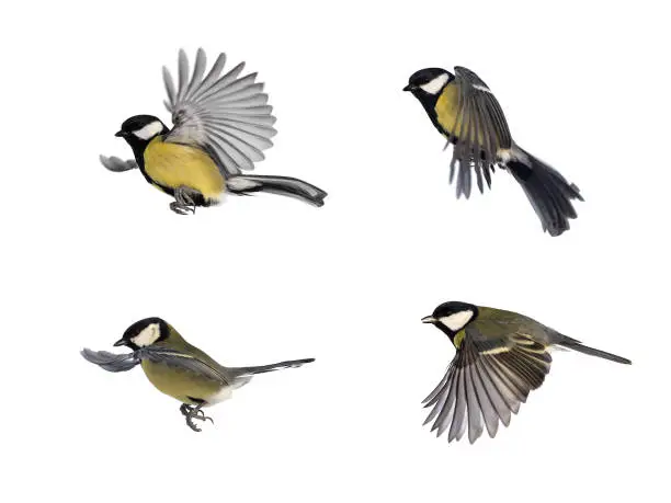 Photo of set of bird tits in different poses on white isolated background