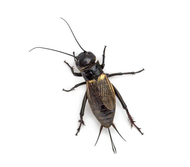 istock Female field cricket, isolated on white 1297048422