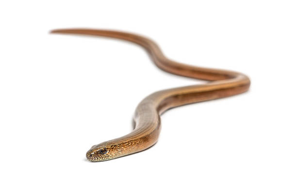 istock slowworm, Anguis fragilis, Isolated on white 1297048448