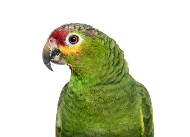 istock Close-up of a Red-lored amazon 1297048534