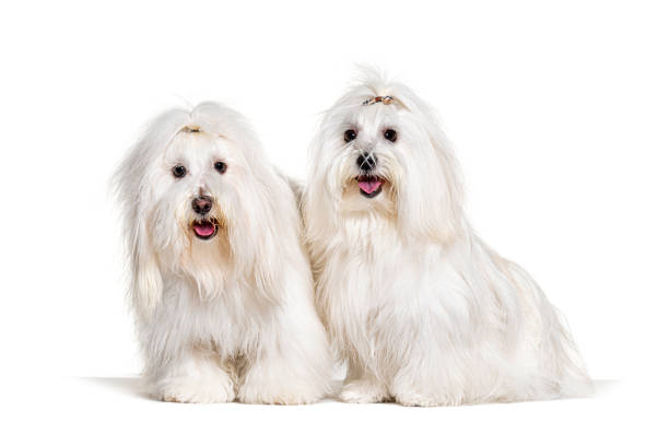 Two Coton de Tulear dogs, isolated on white Two Coton de Tulear dogs, isolated on white coton de tulear stock pictures, royalty-free photos & images
