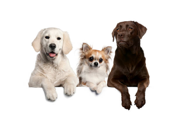istock Group of dogs, pets, leaning on a white empty board 1297048681