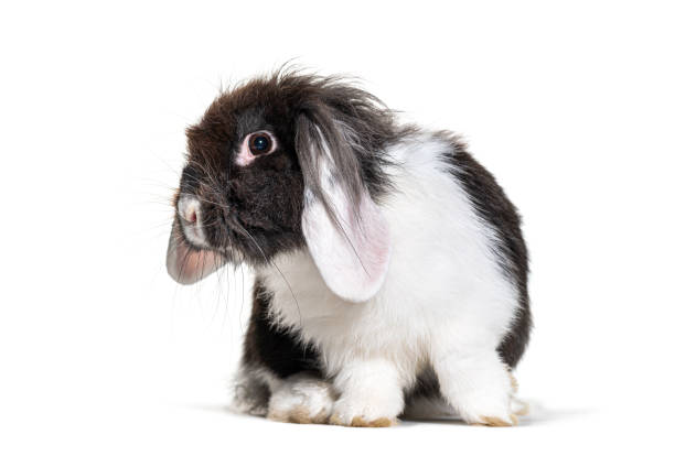 istock Shaggy Black and white Lop Rabbit, isolated on white 1297048701