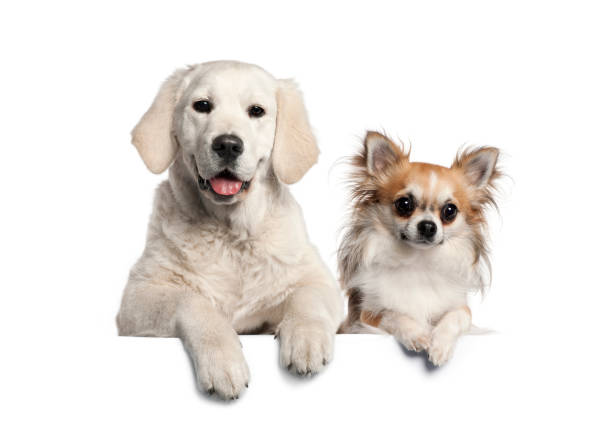 istock Group of dogs, pets, leaning on a white empty board 1297048785