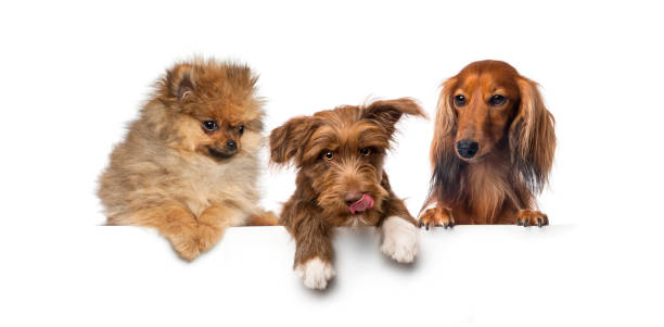 istock Group of dogs, pets, leaning on a white empty board 1297048837