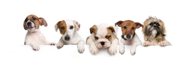 istock Group of dogs, pets, leaning on a white empty board 1297048840