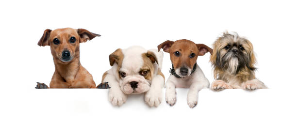 istock Group of dogs, pets, leaning on a white empty board 1297048844