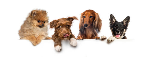 istock Group of dogs, pets, leaning on a white empty board 1297048954