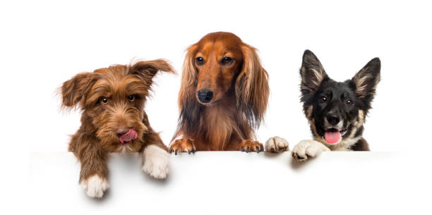grupo de cães, animais de estimação, apoiados em um quadro branco vazio - group of dogs - fotografias e filmes do acervo