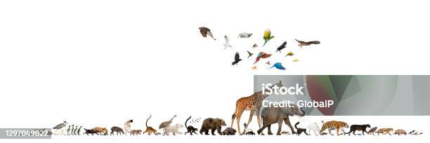 Somali Giraffe Stock Photo - Download Image Now - Biodiversity, Animal, White Background