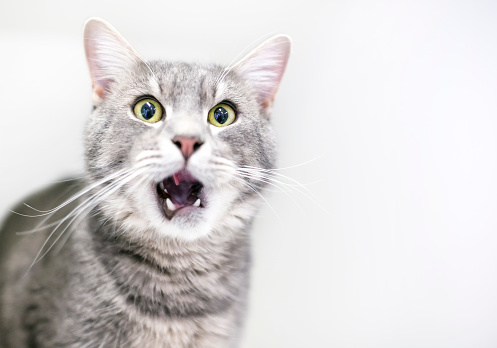 A gray tabby domestic shorthair cat  with its mouth open